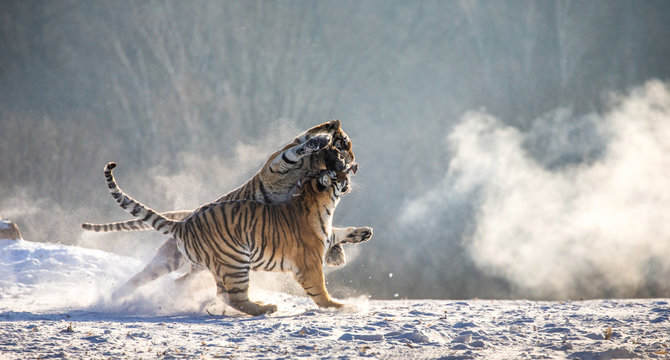Siberian (Amur) tigers in a snowy glade catch their prey. Very dynamic shot. China. Harbin. Mudanjiang province. Hengdaohezi park. Siberian Tiger Park.