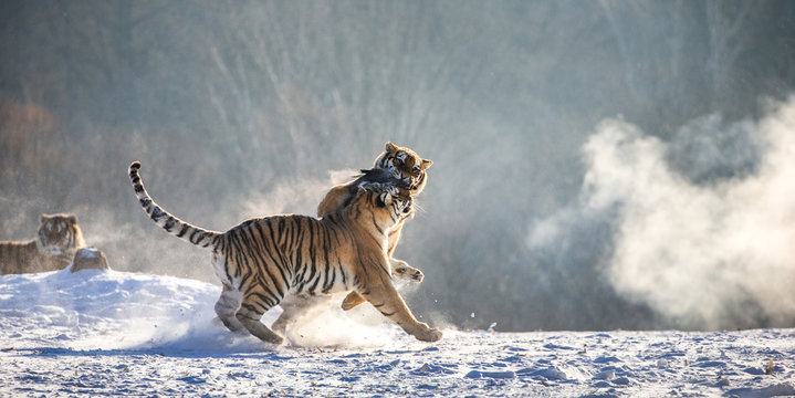 Siberian (Amur) tigers in a snowy glade catch their prey. Very dynamic shot. China. Harbin. Mudanjiang province. Hengdaohezi park. Siberian Tiger Park.