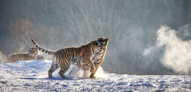 Siberian (Amur) tigers in a snowy glade catch their prey. Very dynamic shot. China. Harbin. Mudanjiang province. Hengdaohezi park. Siberian Tiger Park.