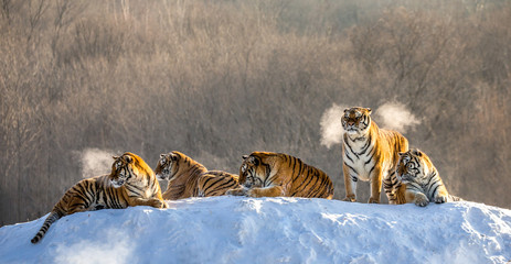 Several siberian (Amur) tigers on a snowy hill against the background of winter trees. China. Harbin. Mudanjiang province. Hengdaohezi park. Siberian Tiger Park.
