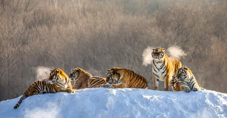 Papier Peint photo Lavable Tigre Plusieurs tigres de Sibérie (Amour) sur une colline enneigée sur fond d& 39 arbres d& 39 hiver. Chine. Harbin. province de Mudanjiang. Parc Hengdaohezi. Parc du Tigre de Sibérie.