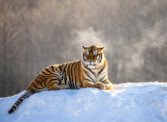 Siberian (Amur) tiger lying on a snow-covered hill. China. Harbin. Mudanjiang province. Hengdaohezi...