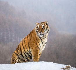 Obraz premium Syberyjski (Amur) tygrys siedzi na śnieżnym wzgórzu na tle zimowego lasu. Chiny. Harbin. Prowincja Mudanjiang. Park Hengdaohezi. Park Tygrysów Syberyjskich.