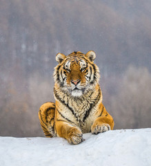 Fototapeta premium Tygrys syberyjski (Amur) leżący na zaśnieżonym wzgórzu. Portret przeciw lasowi zima. Chiny. Harbin. Prowincja Mudanjiang. Park Hengdaohezi. Park Tygrysów Syberyjskich. (Panthera tgris altaica)