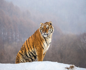 Siberian (Amur) tiger sits on a snowy hill against the background of a winter forest. China. Harbin. Mudanjiang province. Hengdaohezi park. Siberian Tiger Park. 