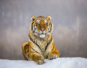 Siberian (Amur) tiger lying on a snow-covered hill. Portrait against the winter forest. China. Harbin. Mudanjiang province. Hengdaohezi park. Siberian Tiger Park. (Panthera tgris altaica)