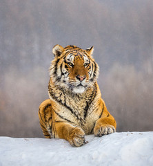 Siberian (Amur) tiger lying on a snow-covered hill. Portrait against the winter forest. China. Harbin. Mudanjiang province. Hengdaohezi park. Siberian Tiger Park. (Panthera tgris altaica)