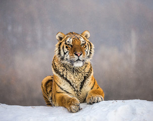 Siberian (Amur) tiger lying on a snow-covered hill. Portrait against the winter forest. China. Harbin. Mudanjiang province. Hengdaohezi park. Siberian Tiger Park. (Panthera tgris altaica)