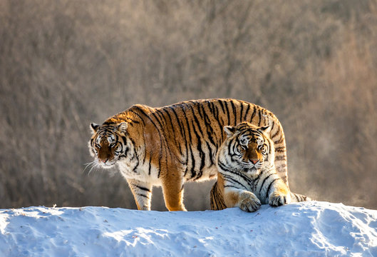 Two Siberian(Amur)  tigers on a snow-covered hill. China. Harbin. Mudanjiang province. Hengdaohezi park. Siberian Tiger Park. (Panthera tgris altaica)