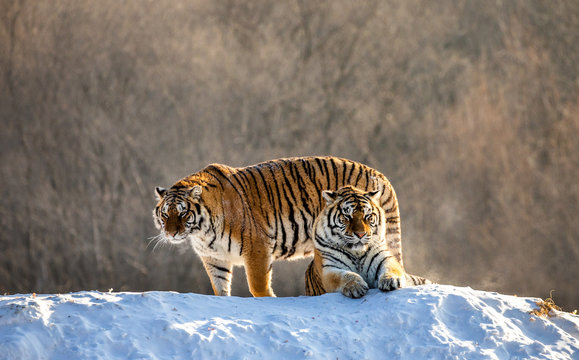 Two Siberian(Amur)  tigers on a snow-covered hill. China. Harbin. Mudanjiang province. Hengdaohezi park. Siberian Tiger Park. (Panthera tgris altaica)