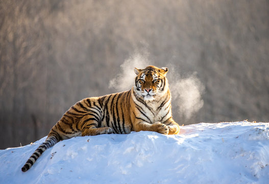 Siberian (Amur) tiger lying on a snow-covered hill. China. Harbin. Mudanjiang province. Hengdaohezi park. Siberian Tiger Park. Winter. Hard frost. (Panthera tgris altaica)