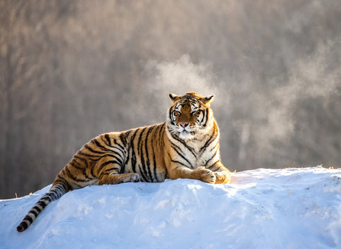 Siberian (Amur) tiger lying on a snow-covered hill. China. Harbin. Mudanjiang province. Hengdaohezi park. Siberian Tiger Park. Winter. Hard frost. (Panthera tgris altaica)