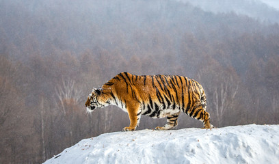 Fototapeta premium Syberyjski (Amur) tygrys stoi na śnieżnym wzgórzu na tle zimowych drzew. Chiny. Harbin. Prowincja Mudanjiang. Park Hengdaohezi. Park Tygrysów Syberyjskich. (Panthera tgris altaica)