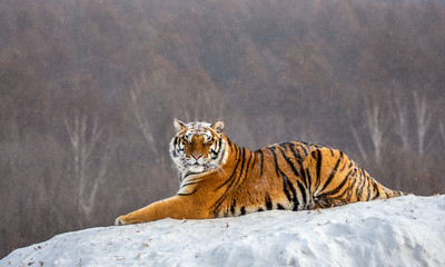 Siberian (Amur) tiger lying on a snow-covered hill. China. Harbin. Mudanjiang province. Hengdaohezi...