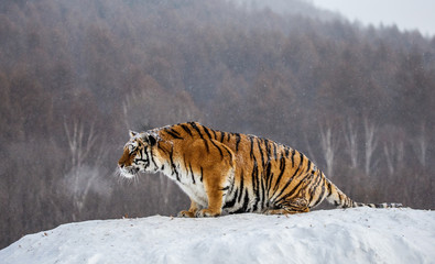 Siberian (Amur) tiger sits on a snowy hill against the background of a winter forest. China....