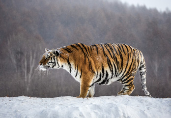 Siberian (Amur) tiger is standing on a snowy hill on a background of winter trees. China. Harbin. Mudanjiang province. Hengdaohezi park. Siberian Tiger Park. (Panthera tgris altaica)