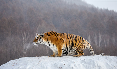 Obraz premium Syberyjski (Amur) tygrys stoi na śnieżnym wzgórzu na tle zimowych drzew. Chiny. Harbin. Prowincja Mudanjiang. Park Hengdaohezi. Park Tygrysów Syberyjskich. (Panthera tgris altaica)