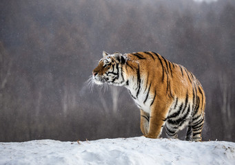 Siberian (Amur) tiger is standing on a snowy hill on a background of winter trees. China. Harbin. Mudanjiang province. Hengdaohezi park. Siberian Tiger Park. (Panthera tgris altaica)