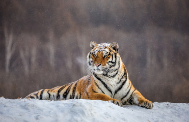Siberian (Amur) tiger lying on a snow-covered hill. China. Harbin. Mudanjiang province. Hengdaohezi park. Siberian Tiger Park. Winter. Hard frost. (Panthera tgris altaica)