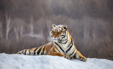 Siberian (Amur) tiger lying on a snow-covered hill. China. Harbin. Mudanjiang province. Hengdaohezi...