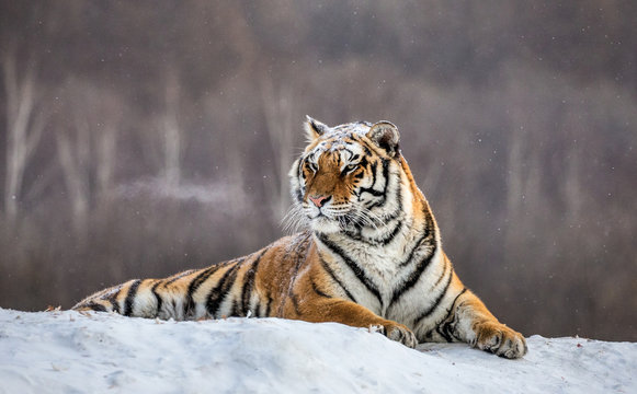 Fototapeta Siberian (Amur) tiger lying on a snow-covered hill. China. Harbin. Mudanjiang province. Hengdaohezi park. Siberian Tiger Park. Winter. Hard frost. (Panthera tgris altaica)