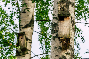A Closeup of the Birdhouse on a Birch Tree on Early Sunny Spring Day