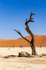 Trees and landscape of Dead Vlei desert, Namibia, South Africa