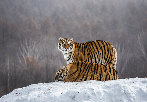 Two Siberian(Amur)  tigers on a snow-covered hill. China. Harbin. Mudanjiang province. Hengdaohezi park. Siberian Tiger Park. (Panthera tgris altaica)