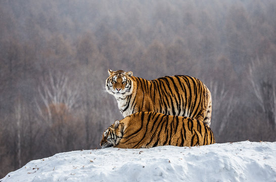 Two Siberian(Amur)  tigers on a snow-covered hill. China. Harbin. Mudanjiang province. Hengdaohezi park. Siberian Tiger Park. (Panthera tgris altaica)
