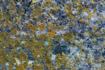 squamulose lichen on stone