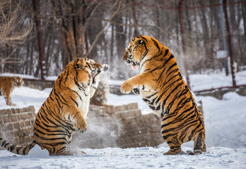 Two Siberian (Amur) tigers are fighting each other in a snowy glade. China. Harbin. Mudanjiang province. Hengdaohezi park. Siberian Tiger Park. Winter. Hard frost. (Panthera tgris altaica)