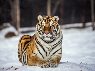 Fototapeta na wymiar Siberian (Amur) tiger lies in a snowy glade. China. Harbin. Mudanjiang province. Hengdaohezi park. Siberian Tiger Park. Winter. Hard frost. (Panthera tgris altaica)