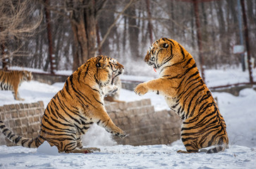 Two Siberian (Amur) tigers are fighting each other in a snowy glade. China. Harbin. Mudanjiang province. Hengdaohezi park. Siberian Tiger Park. Winter. Hard frost. (Panthera tgris altaica)