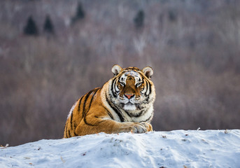 Siberian (Amur) tiger lying on a snow-covered hill. Portrait against the winter forest. China. Harbin. Mudanjiang province. Hengdaohezi park. Siberian Tiger Park. (Panthera tgris altaica)