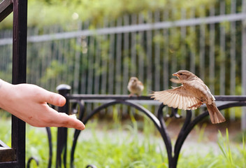 Man feeds Sparrow in the Park on a summer day