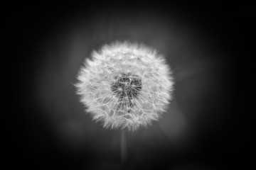 Obraz premium Dandelion portret czarny biały
