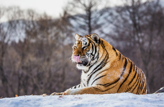 Siberian (Amur) tiger lying on a snow-covered hill. Portrait against the winter forest. China. Harbin. Mudanjiang province. Hengdaohezi park. Siberian Tiger Park. (Panthera tgris altaica)