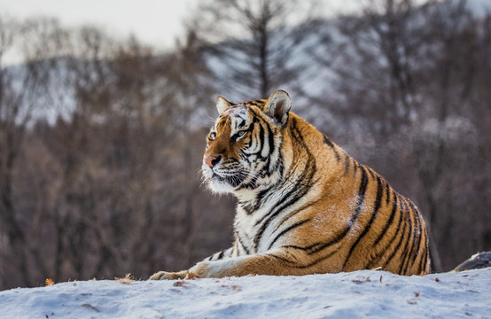 Siberian (Amur) tiger lying on a snow-covered hill. Portrait against the winter forest. China. Harbin. Mudanjiang province. Hengdaohezi park. Siberian Tiger Park. (Panthera tgris altaica)