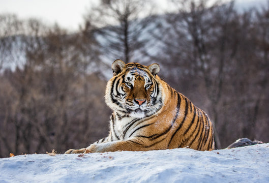 Siberian (Amur) tiger lying on a snow-covered hill. Portrait against the winter forest. China. Harbin. Mudanjiang province. Hengdaohezi park. Siberian Tiger Park. (Panthera tgris altaica)
