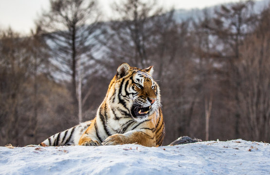 Siberian (Amur) tiger lying on a snow-covered hill. Portrait against the winter forest. China. Harbin. Mudanjiang province. Hengdaohezi park. Siberian Tiger Park. (Panthera tgris altaica)