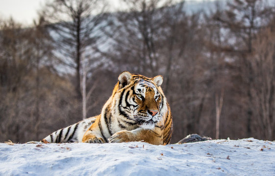 Siberian (Amur) tiger lying on a snow-covered hill. Portrait against the winter forest. China. Harbin. Mudanjiang province. Hengdaohezi park. Siberian Tiger Park. (Panthera tgris altaica)
