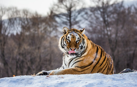 Siberian (Amur) tiger lying on a snow-covered hill. Portrait against the winter forest. China. Harbin. Mudanjiang province. Hengdaohezi park. Siberian Tiger Park. (Panthera tgris altaica)