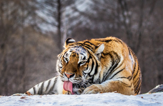 Siberian (Amur) tiger lying on a snow-covered hill. Portrait against the winter forest. China. Harbin. Mudanjiang province. Hengdaohezi park. Siberian Tiger Park. (Panthera tgris altaica)