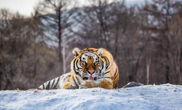 Siberian (Amur) tiger lying on a snow-covered hill. Portrait against the winter forest. China. Harbin. Mudanjiang province. Hengdaohezi park. Siberian Tiger Park. (Panthera tgris altaica)