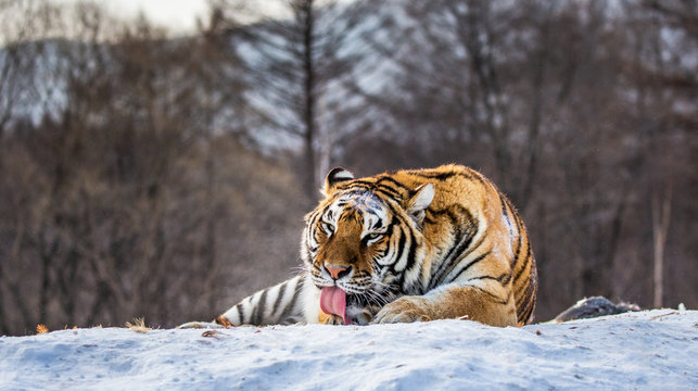 Siberian (Amur) tiger lying on a snow-covered hill. Portrait against the winter forest. China. Harbin. Mudanjiang province. Hengdaohezi park. Siberian Tiger Park. (Panthera tgris altaica)