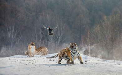 Siberian (Amur) tigers in a snowy glade catch their prey. Very dynamic shot. China. Harbin....