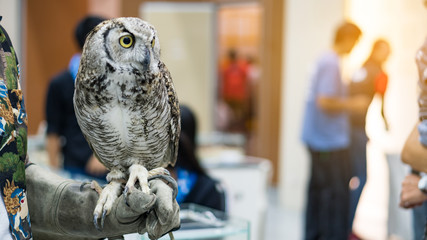 Owl front view, blurred background