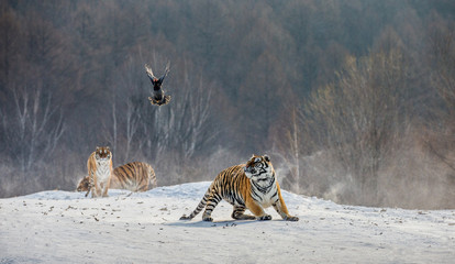 Fototapeta premium Syberyjskie (Amur) tygrysy na śnieżnej polanie łapią swoją zdobycz. Bardzo dynamiczny strzał. Chiny. Harbin. Prowincja Mudanjiang. Park Hengdaohezi. Park Tygrysów Syberyjskich. Zimowy. Twardy mróz. (Panthera tgris altaica)
