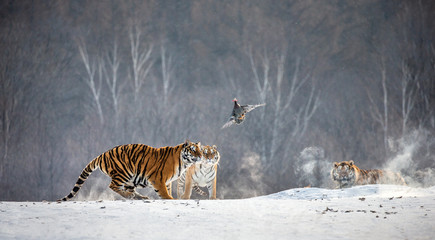 Obraz premium Syberyjskie (Amur) tygrysy na śnieżnej polanie łapią swoją zdobycz. Bardzo dynamiczny strzał. Chiny. Harbin. Prowincja Mudanjiang. Park Hengdaohezi. Park Tygrysów Syberyjskich. Zimowy. Twardy mróz. (Panthera tgris altaica)