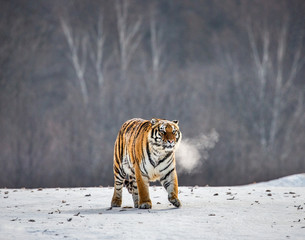 Siberian (Amur) tiger walks in a snowy glade in a cloud of steam in a hard frost. Very unusual...